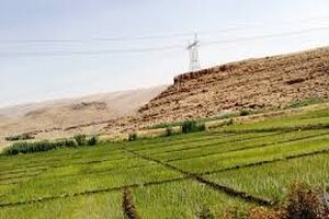  120 هکتار از اراضی شهرستان گیلانغرب امسال زیر کشت برنج است