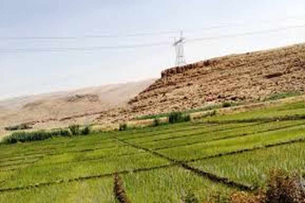  120 هکتار از اراضی شهرستان گیلانغرب امسال زیر کشت برنج است