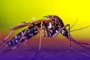 هشدار درباره تب دنگی در بندرعباس؛ ۲۰ مبتلا و عملیات مه‌پاشی در مناطق آلوده