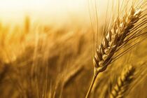 مقابله با قاچاق گندم در استان هرمزگان