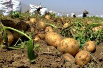 برداشت 450 هزار تن سیب زمینی از مزارع شهرستان اردبیل