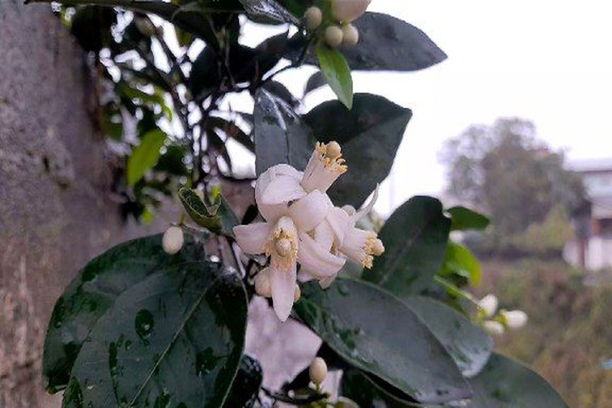 شکوفه درخت پرتقال در پاییز نوشهر