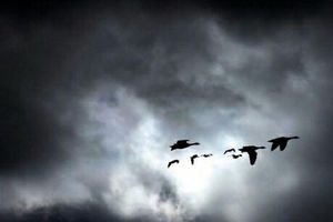 زمستان گذرانی ۵۰ هزار پرنده مهاجر به تالاب میانکاله