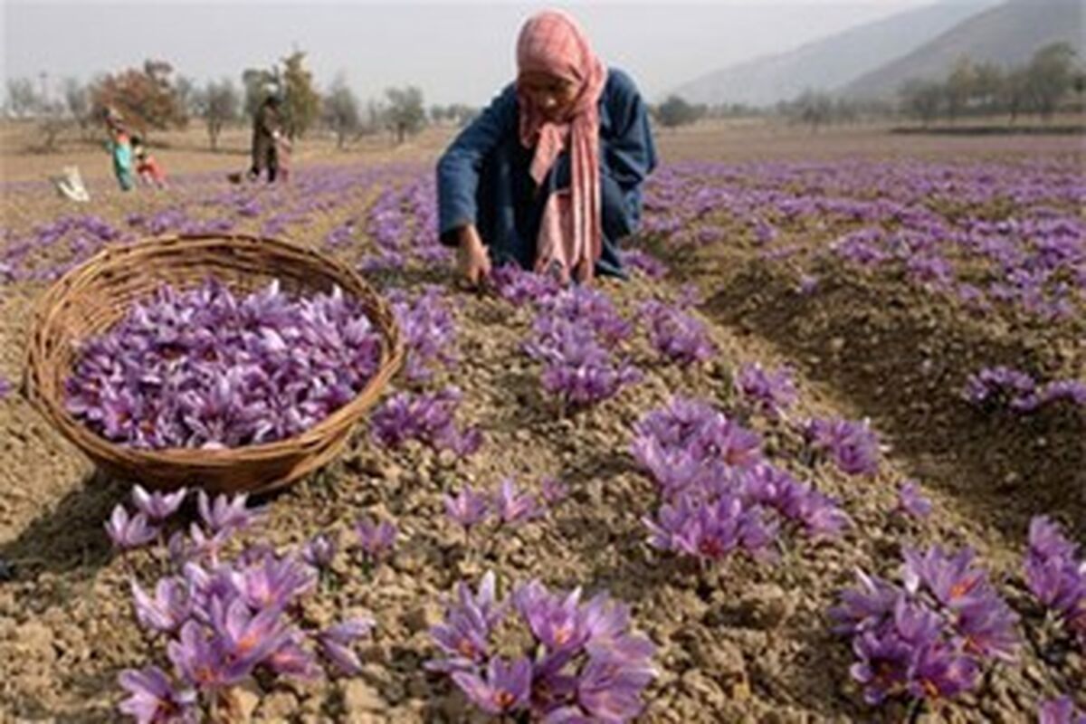 زعفران