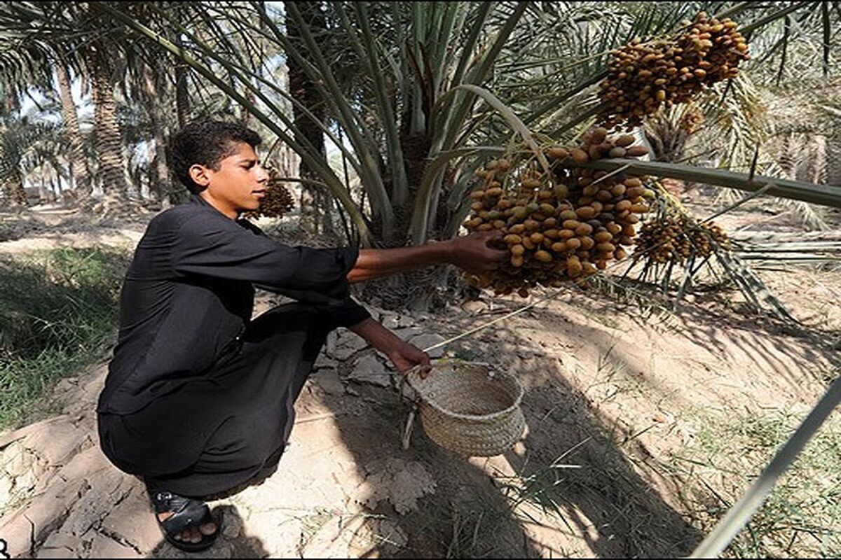 برداشت رطب و خارک