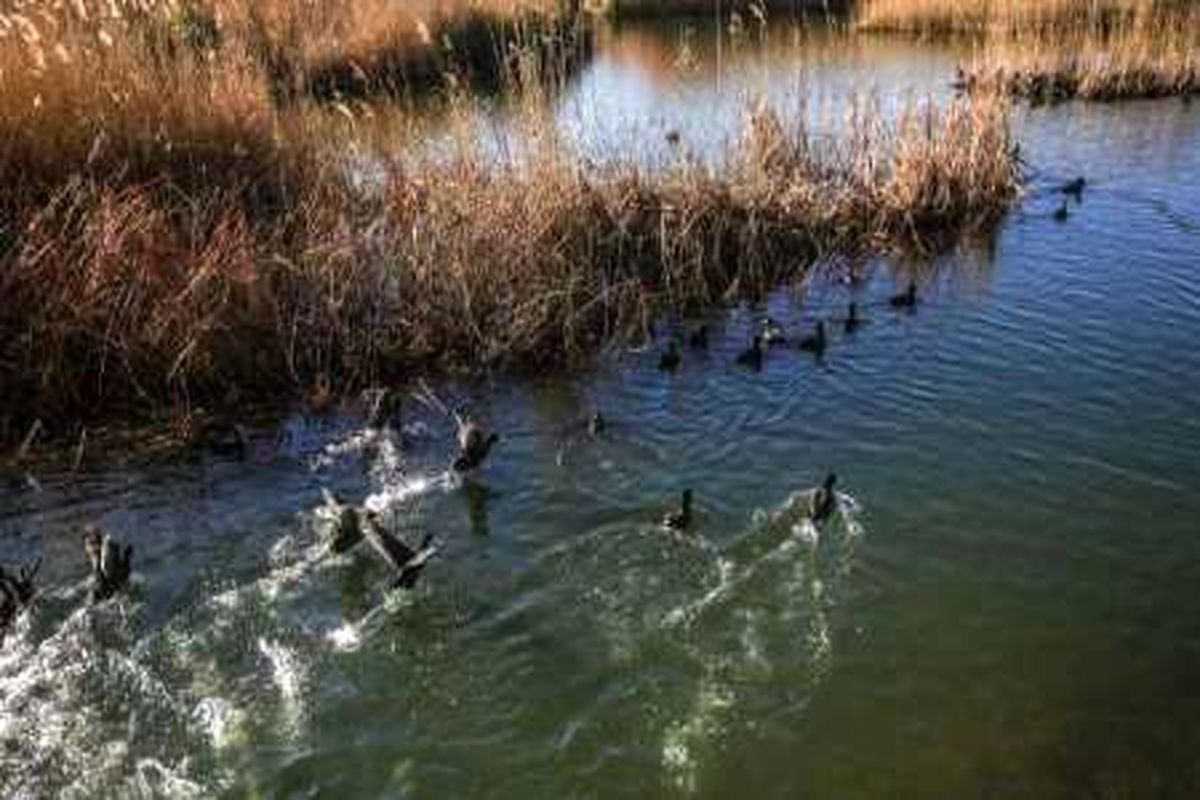 پرندگان مهاجر