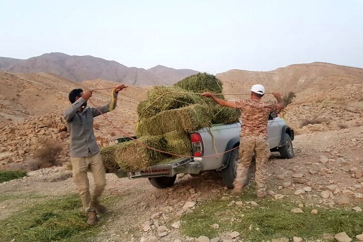 توزیع علوفه در مناطق حفاظت شده سبزوار