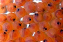 پیش بینی تولید بیش از ۱۰۰ میلیون قطعه تخم چشم زده در استان اصفهان