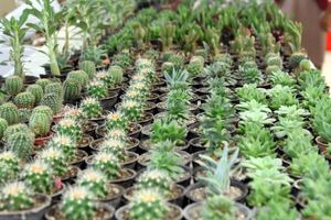 نخستین نمایشگاه بین المللی گل و گیاه در رودسر 