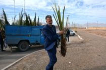 57 اصله نهال نخل خرما و بیش از 50 نهال زیتون در میبد کاشته شد