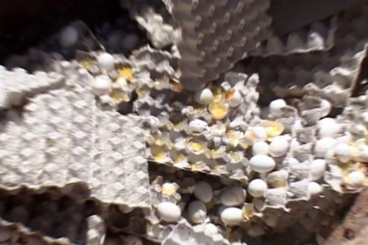 امحای تخم‌مرغ‌های تاریخ‌مصرف گذشته