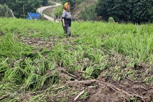  سیل مزارع شالی، راه‌ها و خانه‌ها در بخش دودانگه را تخریب کرد