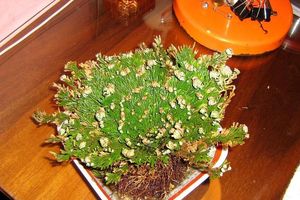 دستگاهی که صدای گیاه را به گوش می رساند