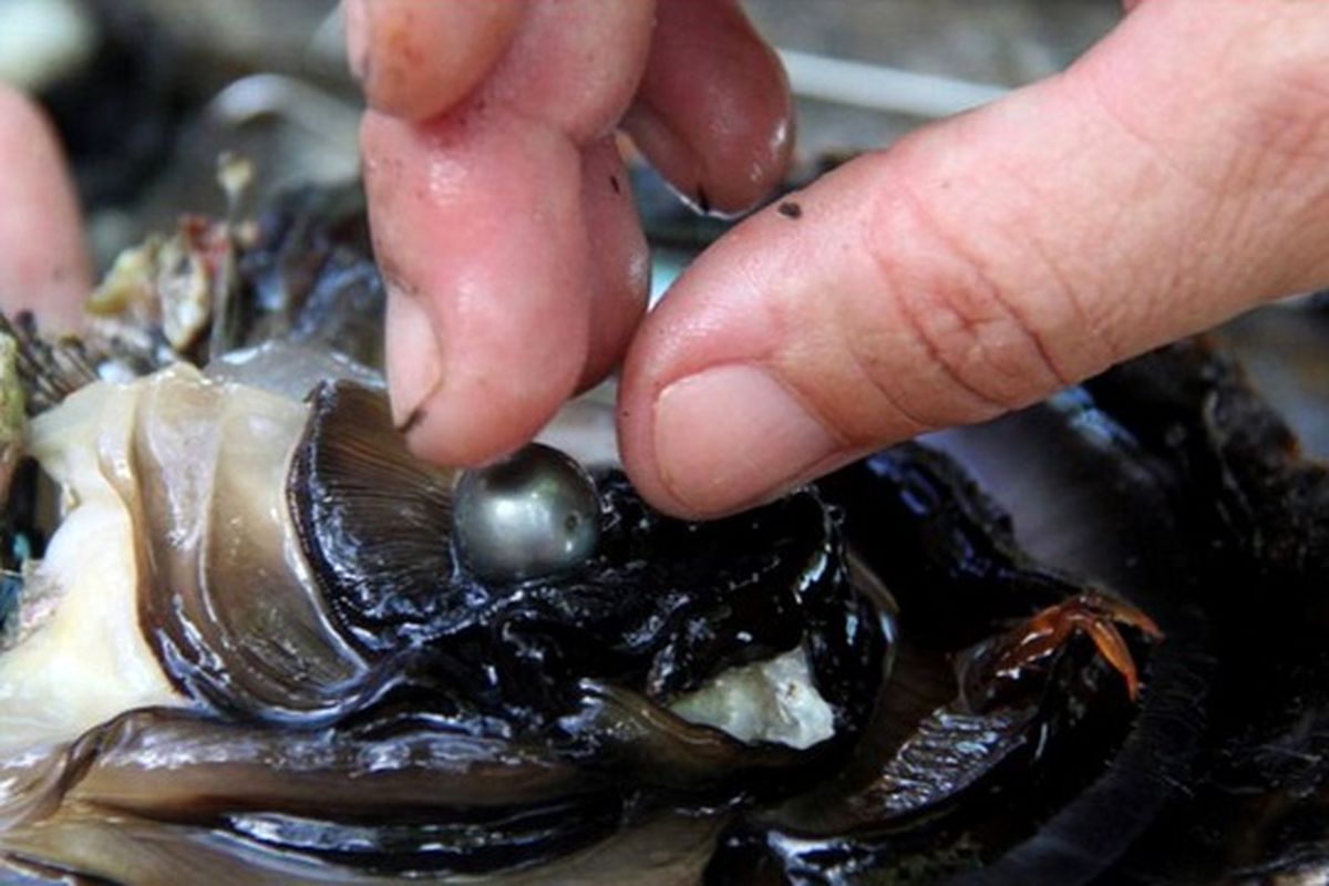 مروارید خلیج فارس