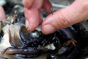 مروارید خلیج فارس ثبت جهانی شد