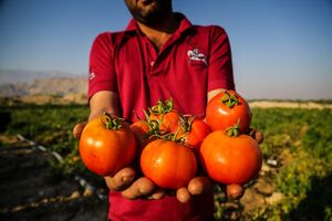 خرید حمایتی گوجه فرنگی از کشاورزان بخش توکهور و هشتبندی