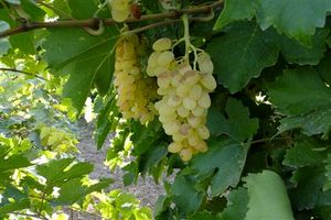 پیش بینی تولید بیش از ۵۷ هزار تن محصولات باغی در شهرستان کرمانشاه