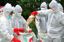 معدوم شدن 500 هزار قطعه مرغ تخم گذار در گلپایگان