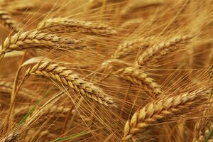 خرید تضمینی گندم از مرز ۱۰٫۷ میلیون تن فراتر رفت