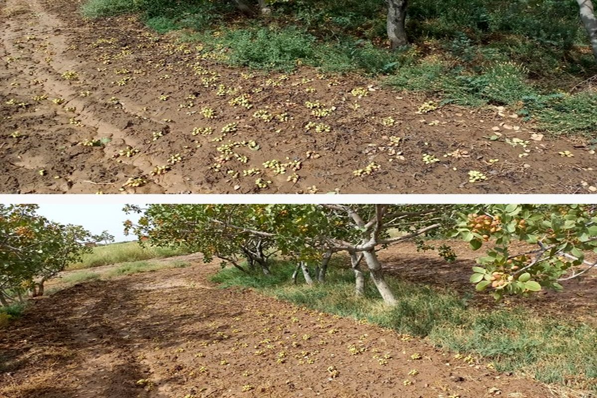 بخش کشاورزی