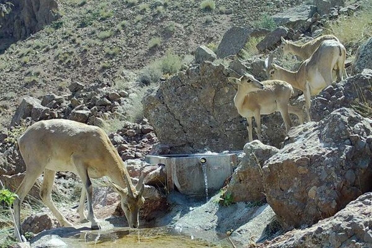 منطقه حفاظت شده کاوه ده