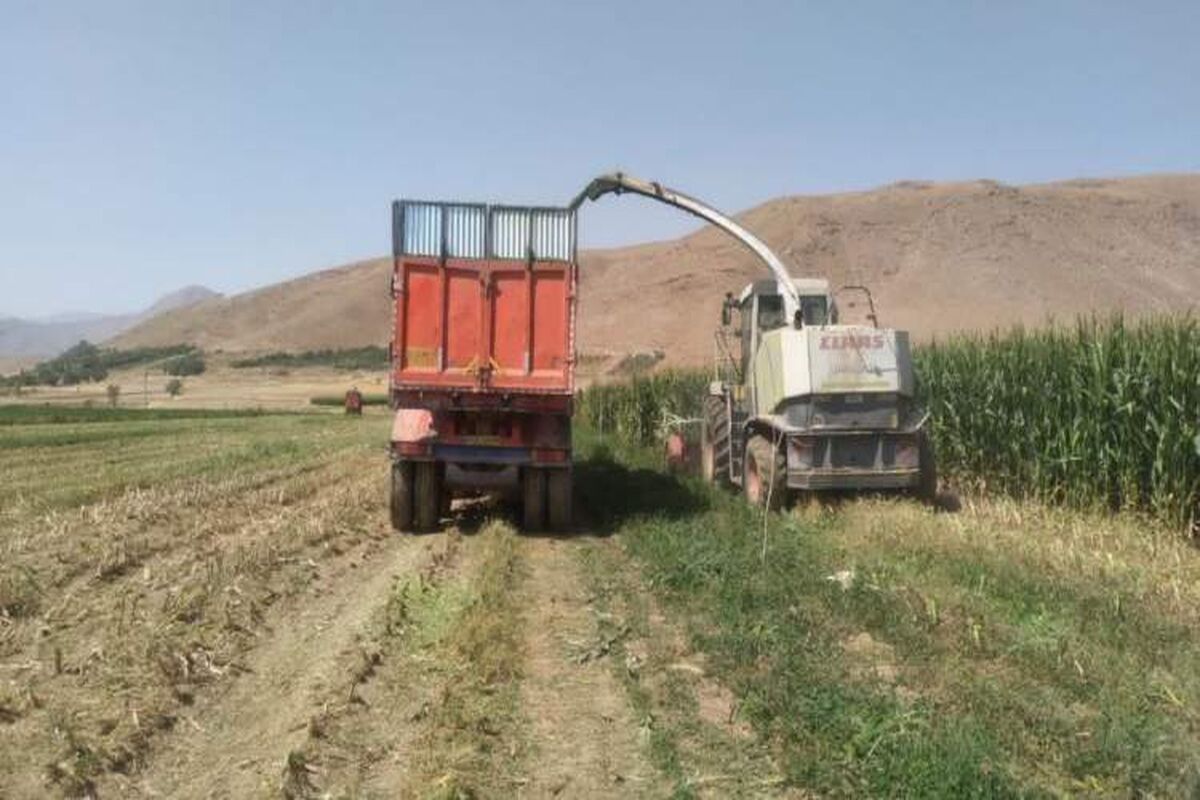 کشاورزی