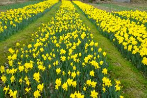 تولیدکنندگان گل نرگس، پیشرانان اقتصاد مقاومتی هستند