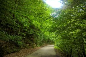 مدیریت پایدار منابع ملی از طرح های ارزشمند دولت در حوزه جنگل است