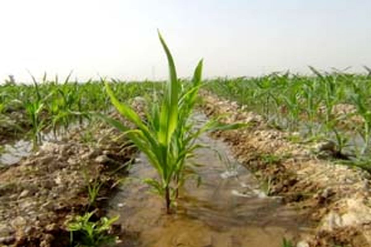 ذرت دانه ای