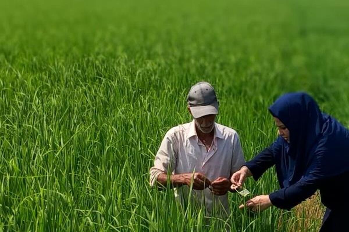 جهاد کشاورزی فریدونکنار