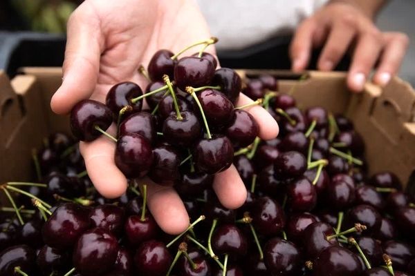 تولید 24درصد گیلاس کشور در استان تهران/برداشت گیلاس از باغات استان تهران پایان یافت