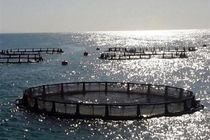 ایجاد ظرفیت های جدید برای تولید بیش از ده هزار تن میگو