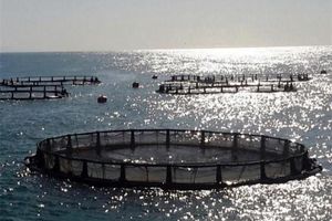 تاکید بر رفع موانع واگذاری اراضی پرورش میگوی کرگان میناب