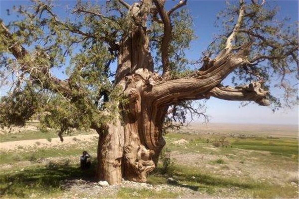 درختان کهنسال