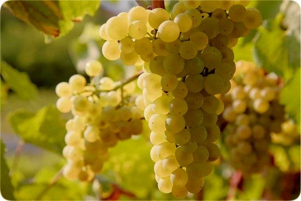 فارس در زمینه تولید انگور در رتبه اول کشور است