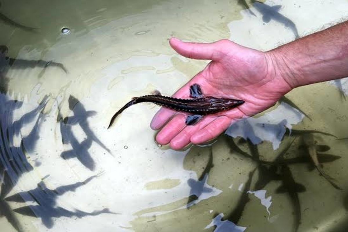 شیلات هرمزگان