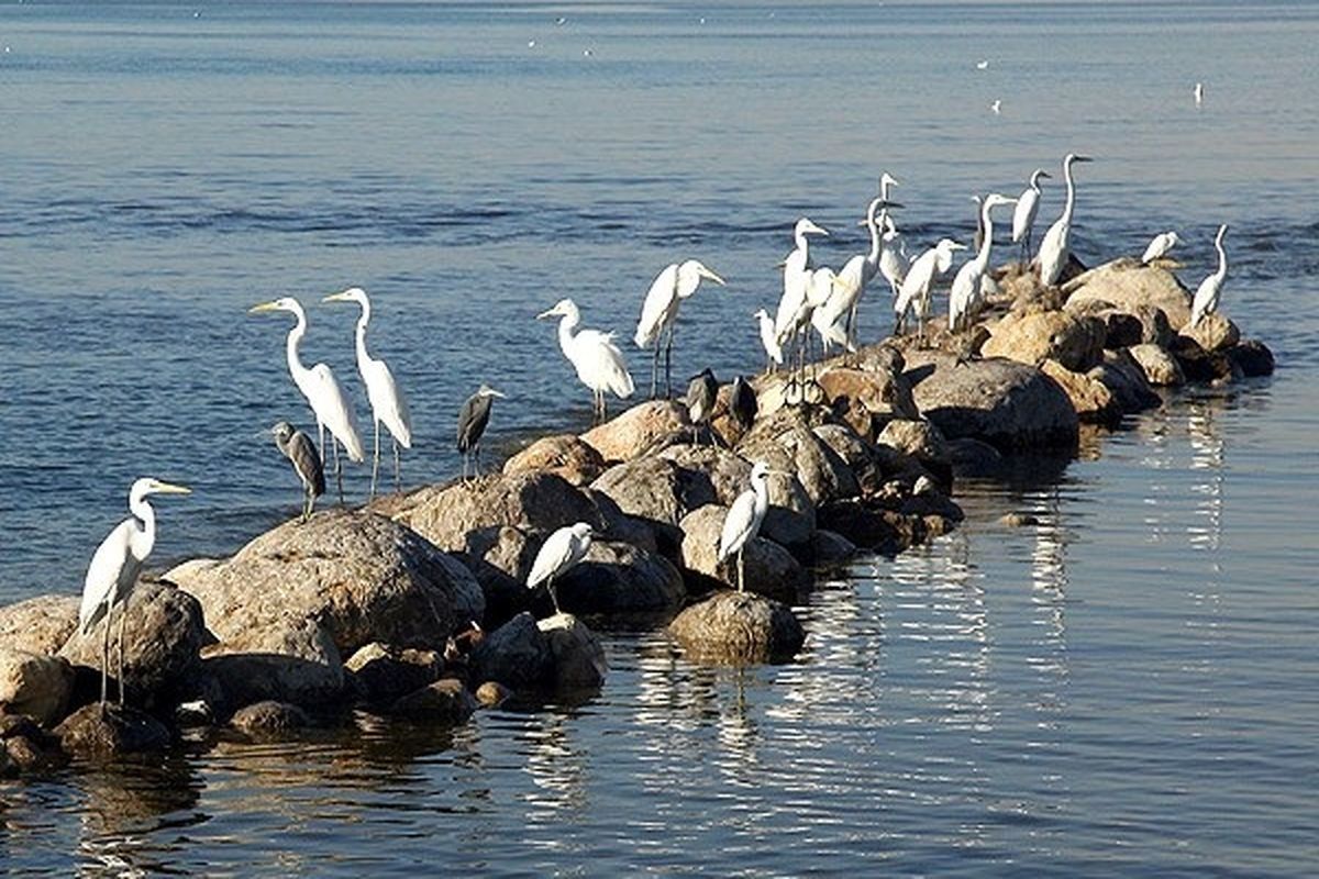 پرندگان مهاجر