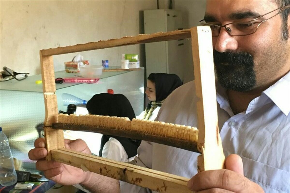 زنبور
