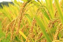 کشت برنج ارگانیک به روش خشکه کاری