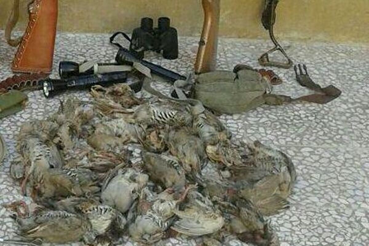 شکار کبک و تیهو در پلدختر