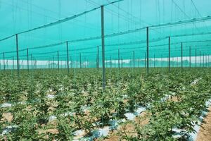 تخصیص تسهیلات برای توسعه گلخانه تابع اقلیم در کشور 
