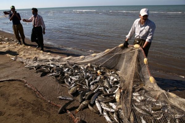 صید بیش از ۴ هزار تن انواع ماهیان استخوانی از دریای خزر