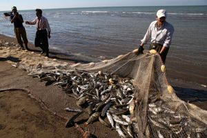 صید بیش از ۴ هزار تن انواع ماهیان استخوانی از دریای خزر