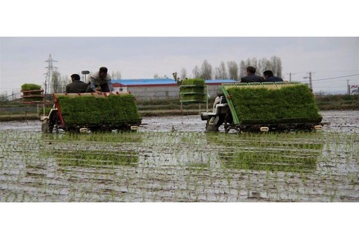 شالیزار مازندران