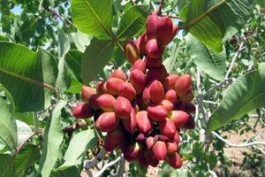 بازار پسته ایران در دست خریداران عراقی و افغانستانی