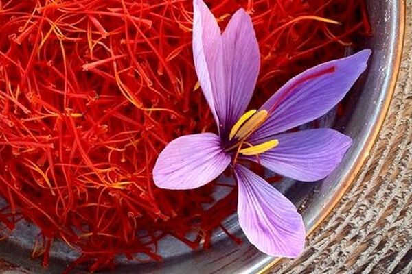 همکاری جدید ایران و فائو برای تقویت زنجیره ارزش و کیفیت زعفران