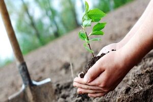 تبدیل ۳۶۵۰ تن ضایعات فضای سبز به کود آلی در مشهد 