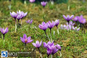 دلایل کاهش تولید زعفران در ایران چیست؟