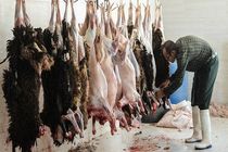 24 هزار کیلوگرم فرآورده‌های خام دامی آلوده در اردبیل کشف شد