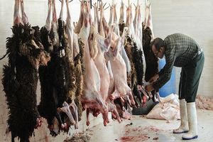 گوشت قربانی چه مدت در یخچال نگهداری شود؟